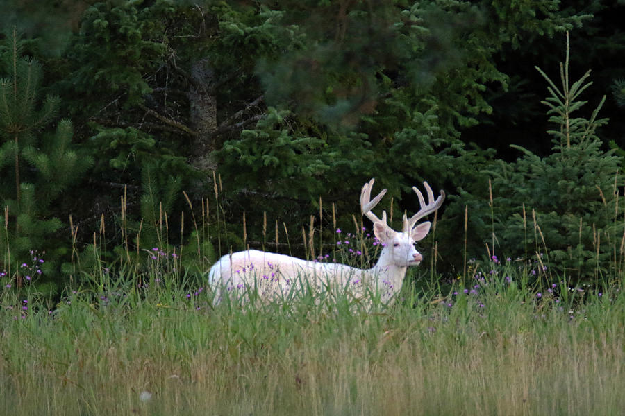 Handsome White Buck Photograph by Brook Burling