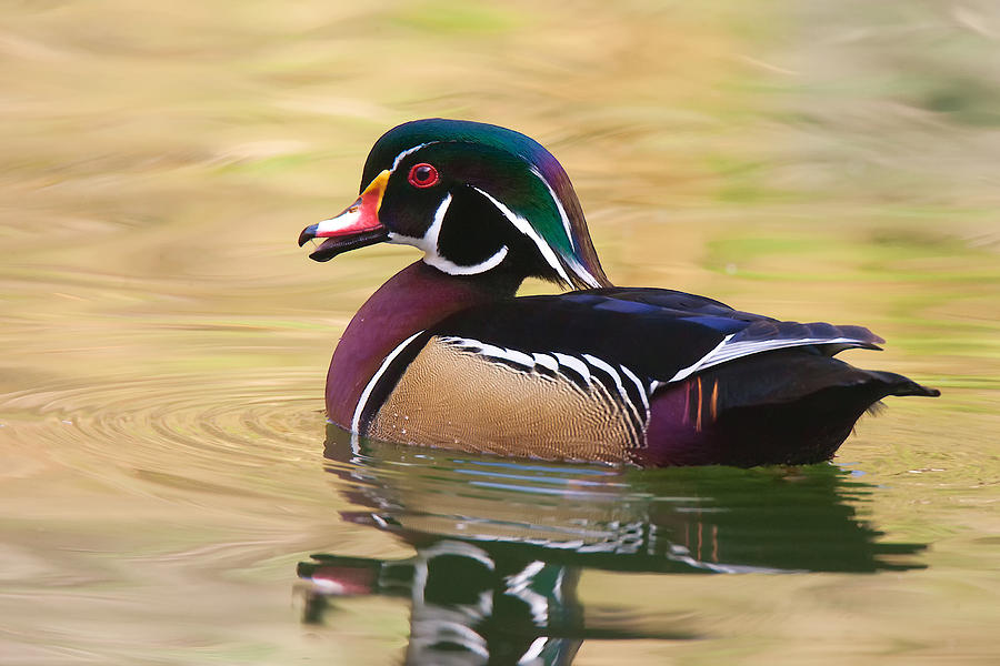 Handsome Wood Duck Photograph