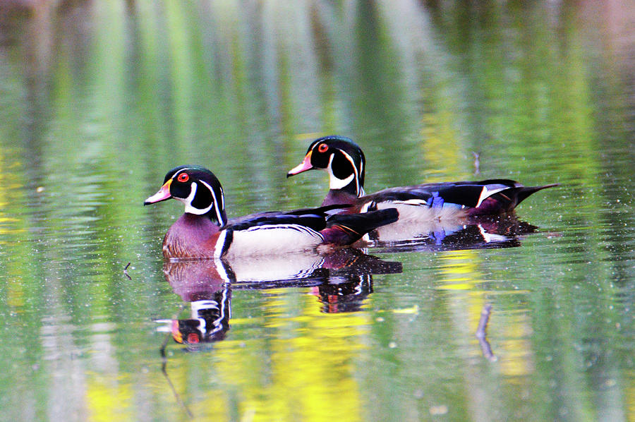 Handsome Wood Ducks Photograph by Kathy Kelly