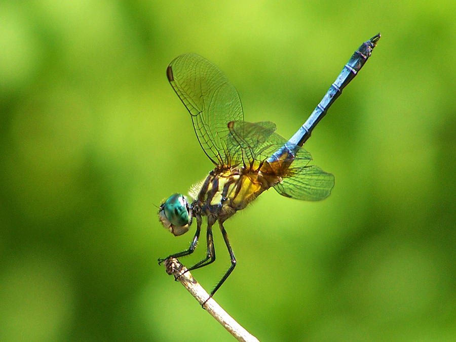 Handstand Dragonfly Photograph by Karen Scovill - Fine Art America