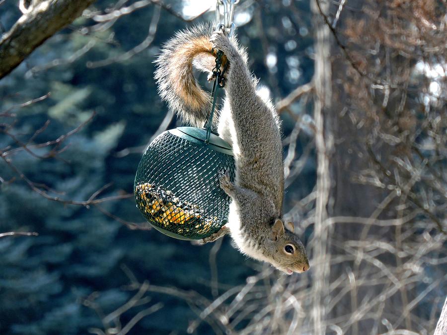 Hang in there Photograph by Annerose Walz - Fine Art America