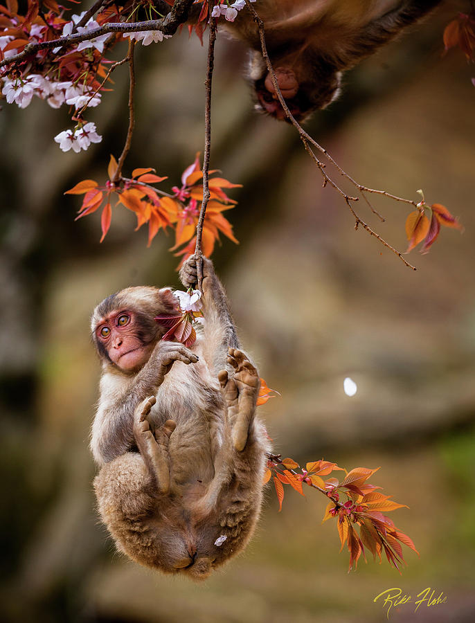 Hang in there, baby redux Photograph by Rikk Flohr