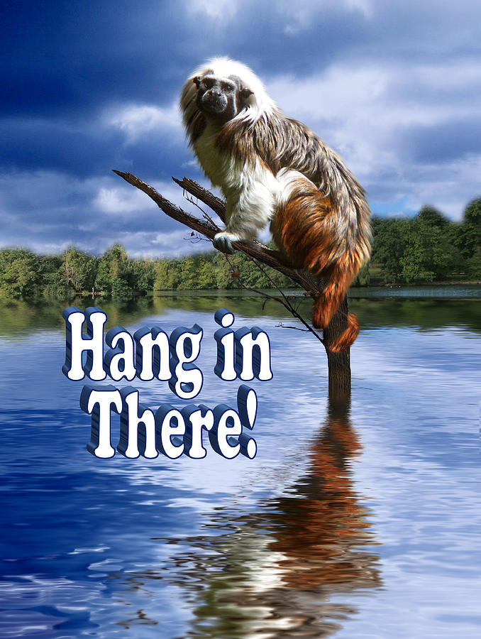 Hang in There Photograph by Gravityx9  Designs