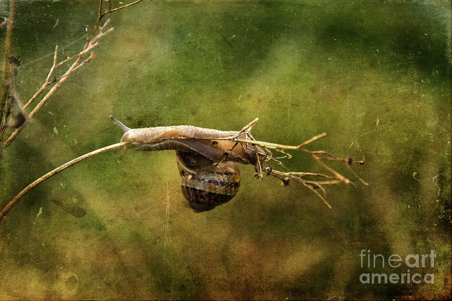Nature Photograph - Hang in There by Liz Alderdice