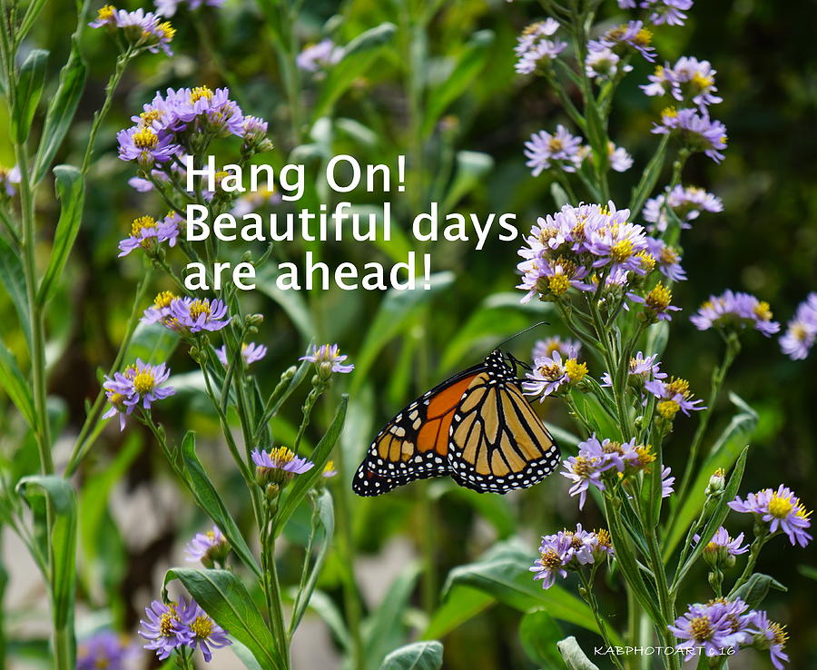 Hang On Butterfly Photograph by Kathy Barney