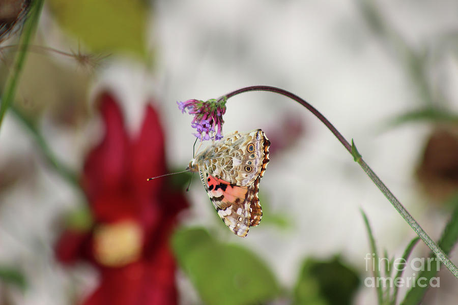 Hang On Painted Lady  Photograph by Karen Adams