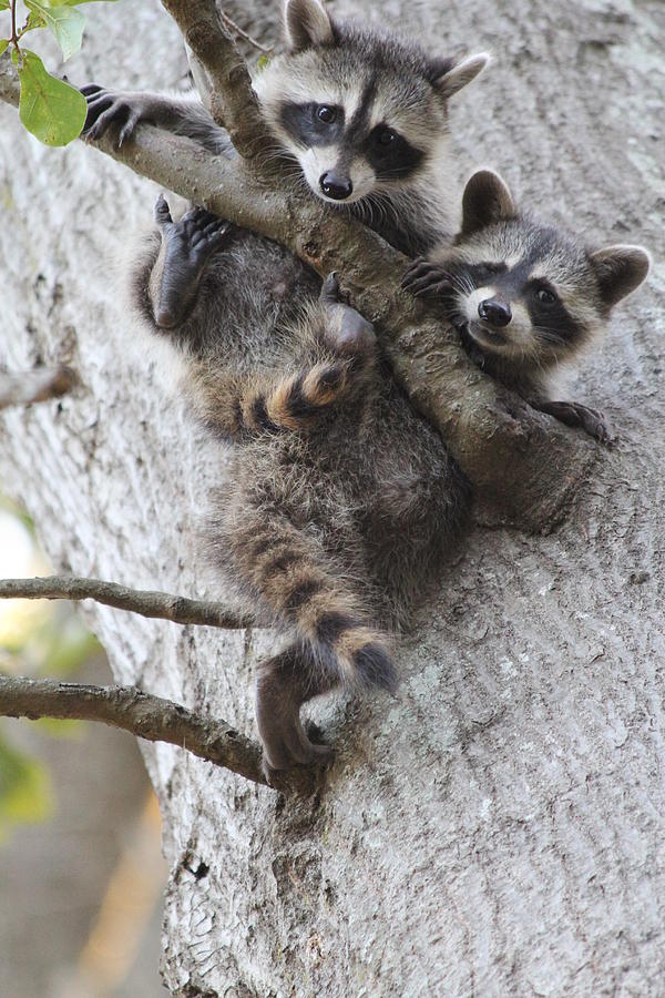 Hang on Tight Photograph by Melinda Lee - Fine Art America