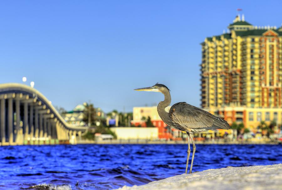 Hang With the Locals in Destin Photograph by JC Findley