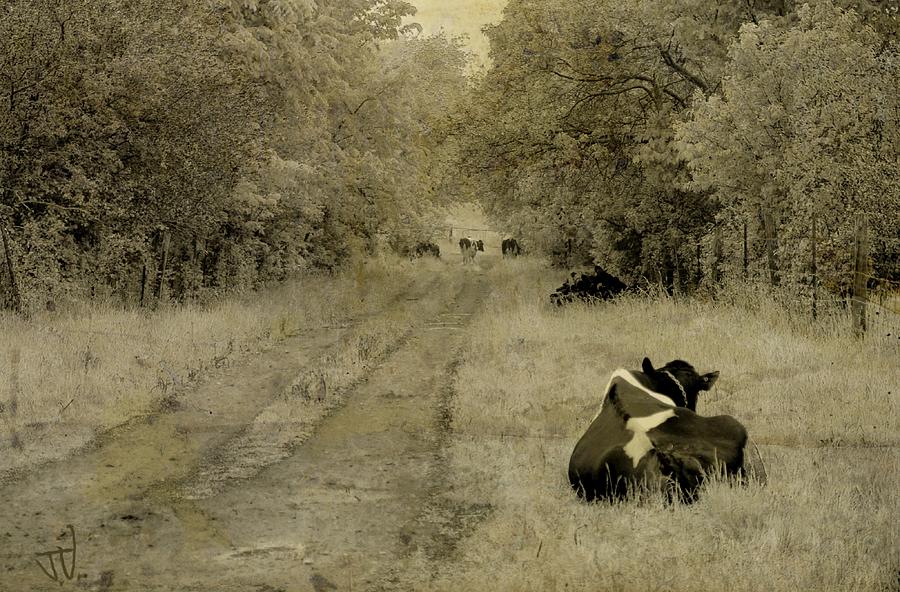 Hangback Holstein Photograph by Jim Vance
