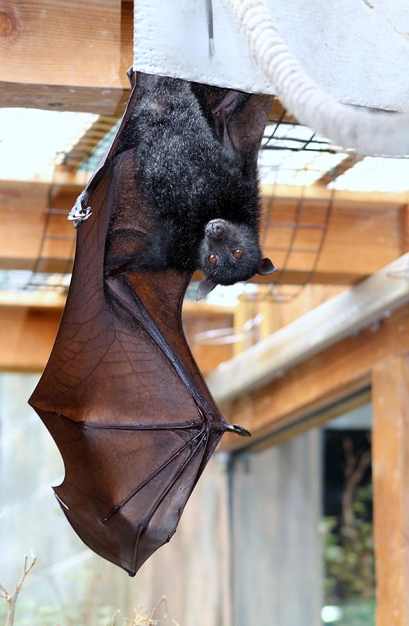 Bat Photograph - Hangin around by Lisa Smith