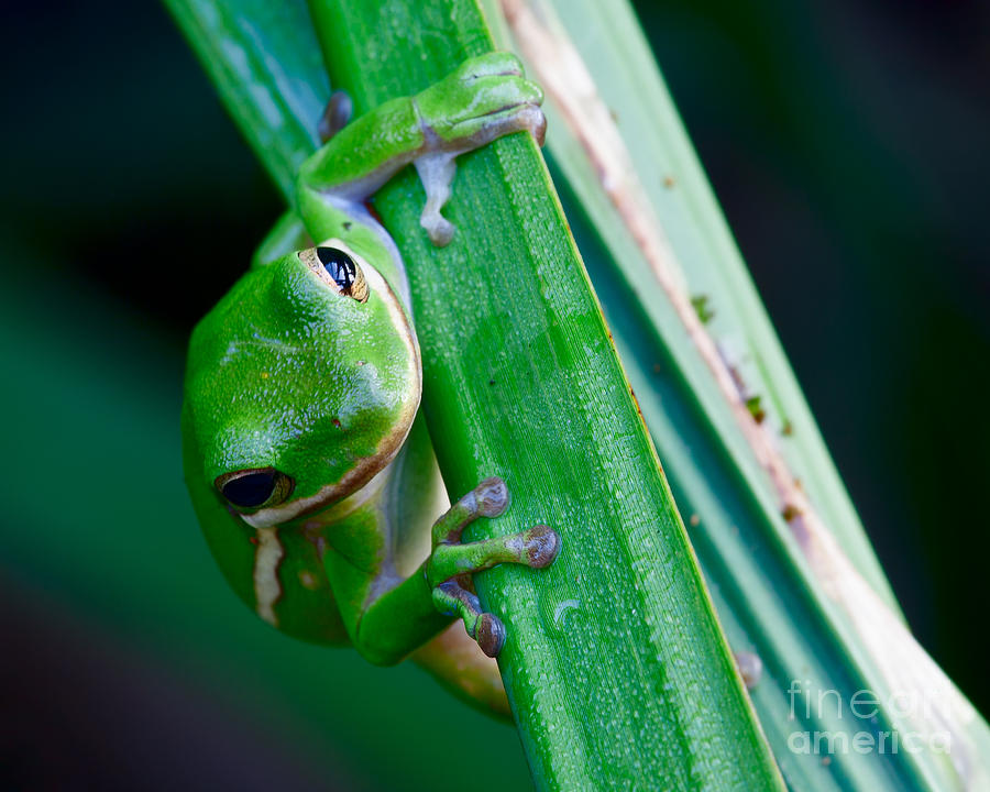 Amphibian Photograph - Hangin On by Steven Dillon Amphibian Photograph - Hangin On by Steven Dillon