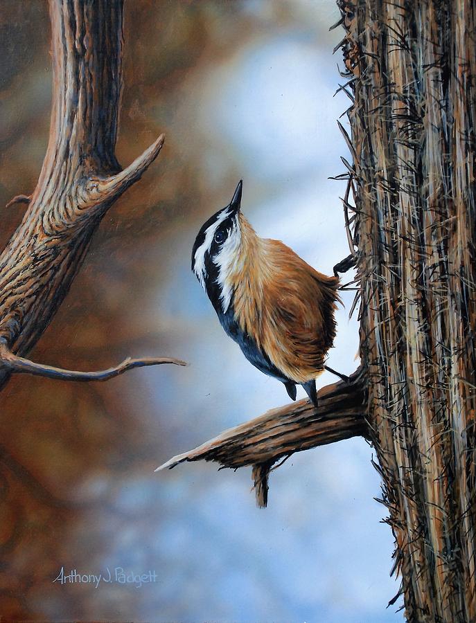 Hangin Out - Nuthatch Painting by Anthony J Padgett