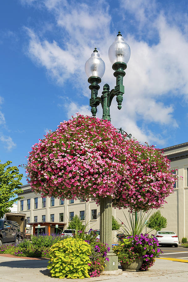 Hanging and Potted Plants in Lynden Washington Photograph by David Gn
