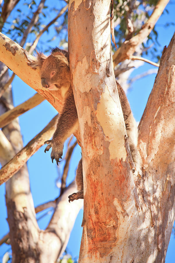 Hanging Around, Yanchep National Park Photograph by Dave Catley