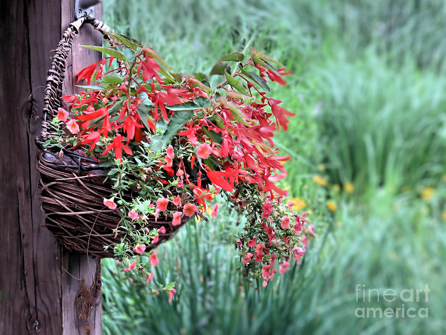 Hanging Basket Photograph by Janice Drew