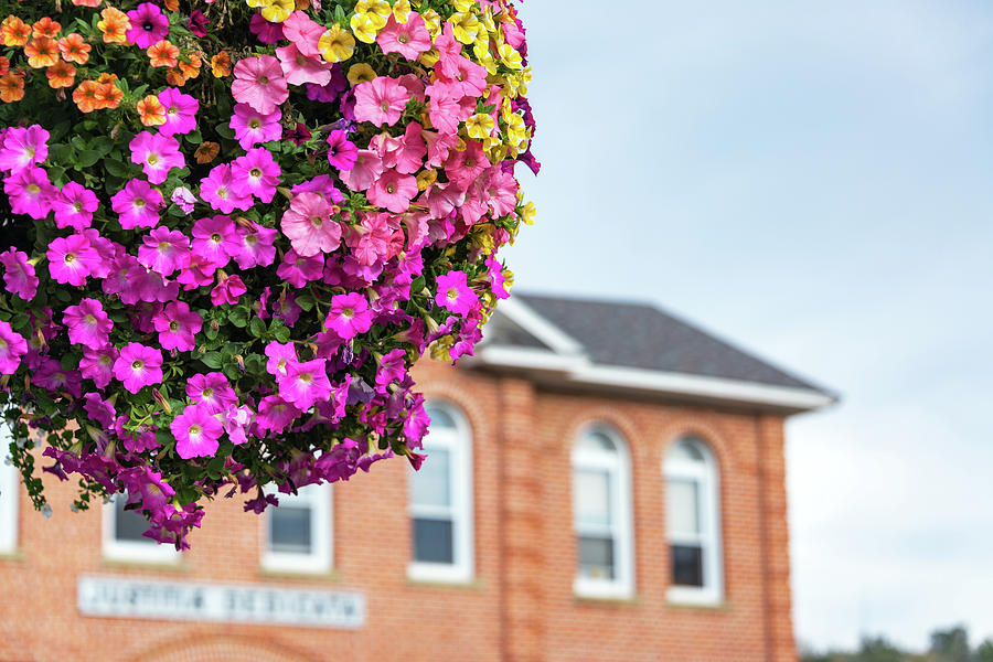 Hanging Basket with Colorful Flowers Photograph by Jess Kraft