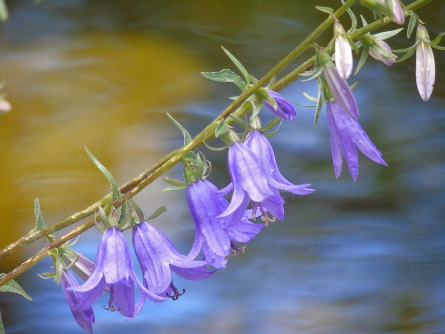 Nature Photograph - Hanging Bells by Barbara St Jean