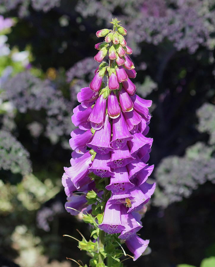 Hanging Bells Photograph By Linda Cupps - Fine Art America