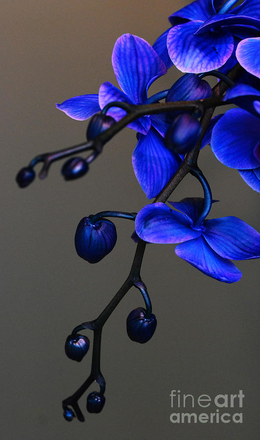 Hanging Blue Moth Orchids Photograph by Nancy Mueller