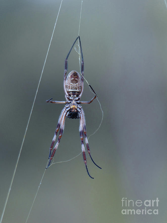 Australian Spider Photograph by Phil Banks