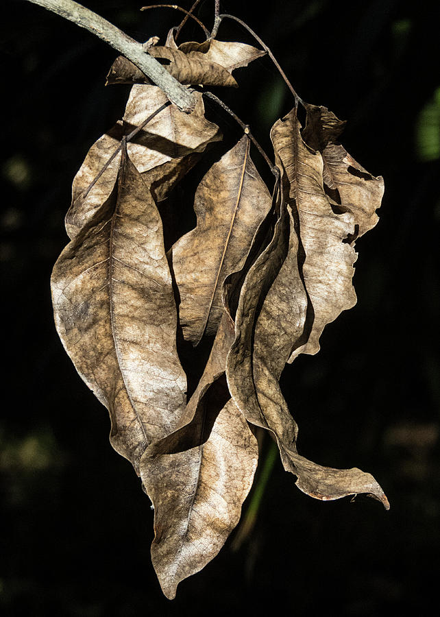 Hanging Dead Leaves Photograph by Bob Slitzan