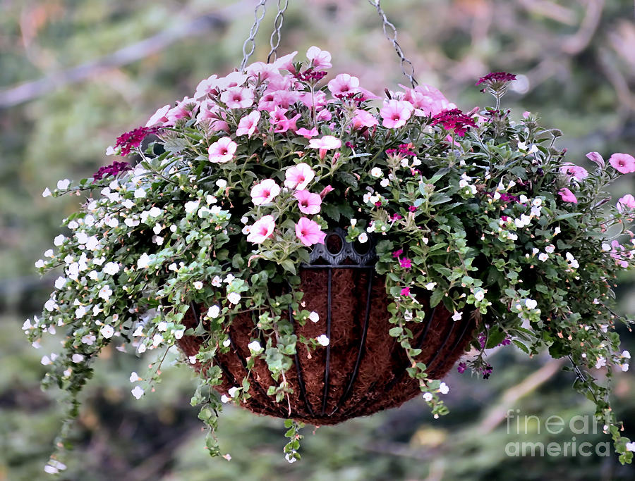 Hanging Flower Basket Photograph by Janice Drew