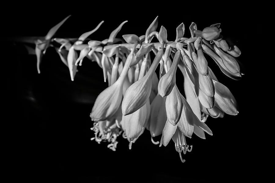 Hanging Flowers Photograph by Ray Congrove