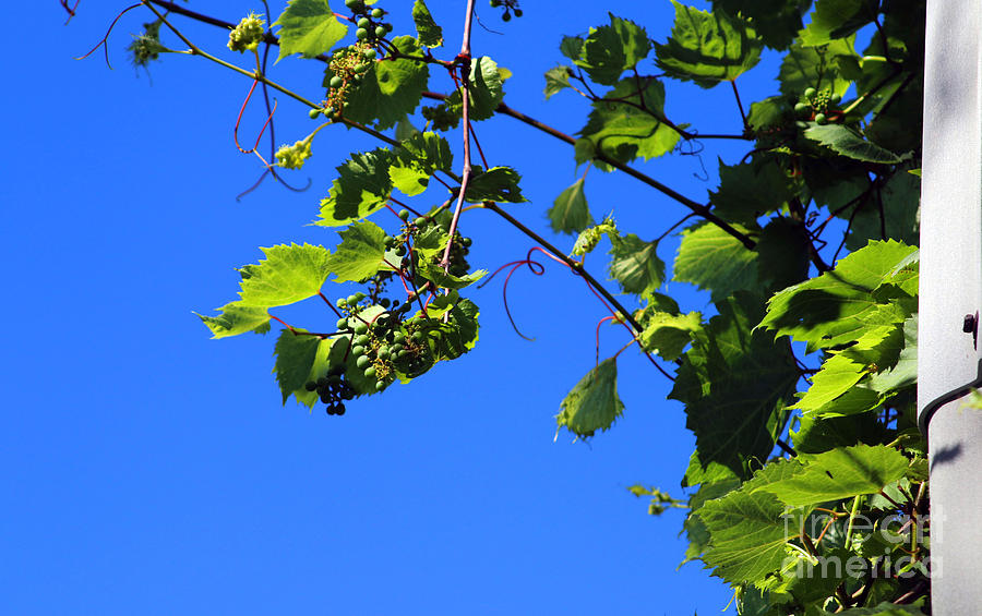 Nature Photograph - Hanging Grapes by Don Baker