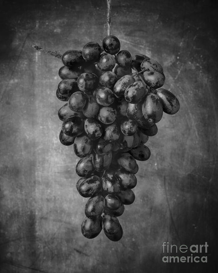 Grape Photograph - Hanging Grapes Still Life  by Edward Fielding