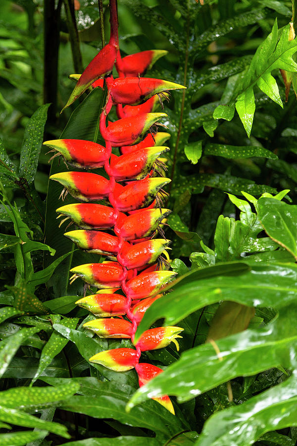 Hanging Heliconia flower Photograph by Jason Hughes