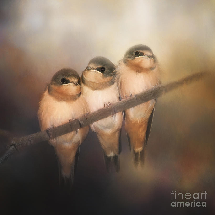 Swallow Photograph - Hanging In The Balance by Cindy McDonald