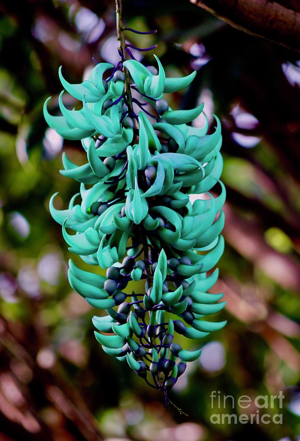 Hanging Jade Plant Photograph by Craig Wood