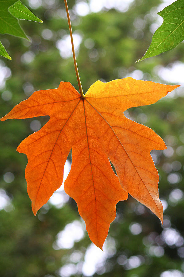Hanging Leaf in Fall Photograph by Art Block Collections