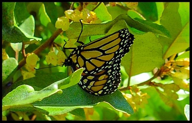 Hanging Monarch Butterfly Photograph by Betty Buller Whitehead
