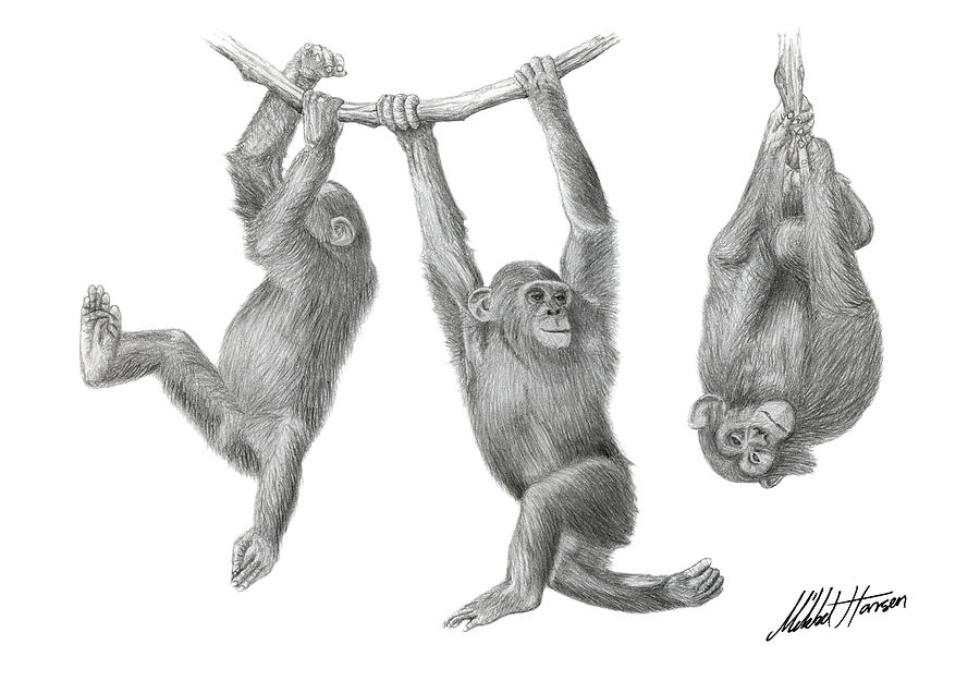 Hanging monkies Drawing by Mikkel Hansen