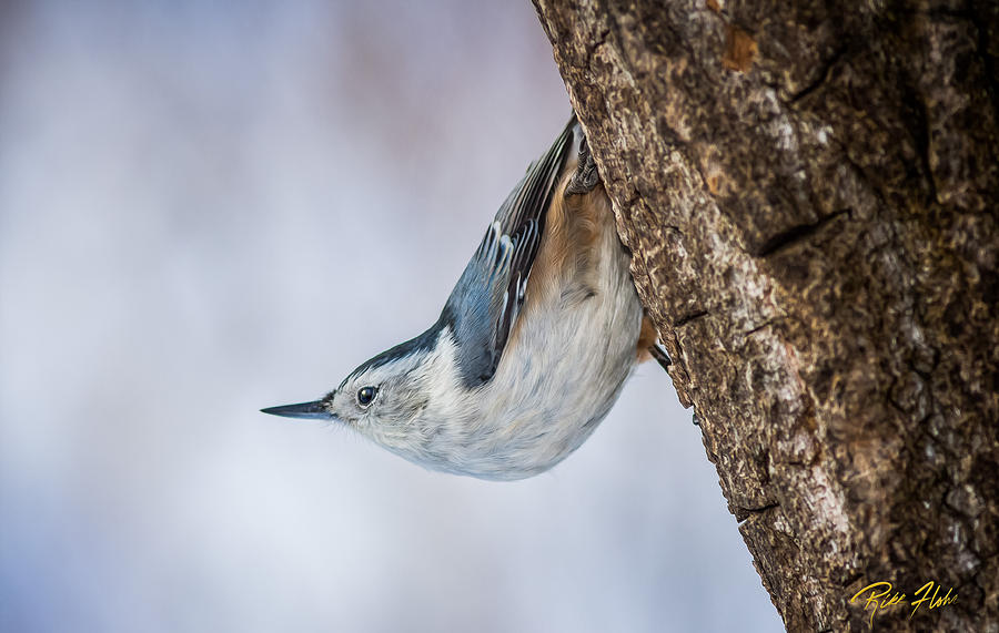 Hanging Nuthatch Photograph by Rikk Flohr