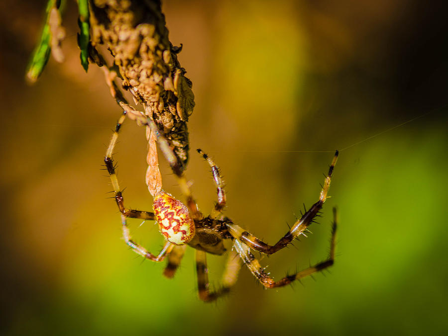 Spider Photograph - Hanging on a Thread by Bruce Pritchett