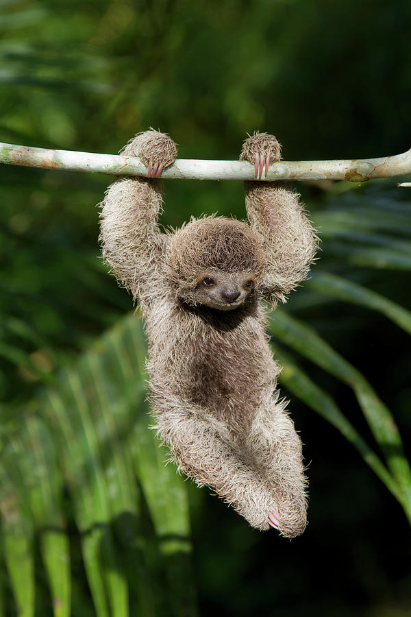 Baby Sloths Taking A Bath