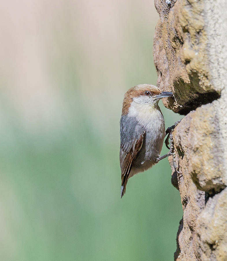Hanging On, Brown-headed Nuthatch, Sitta pusilla Photograph by Christy Cox