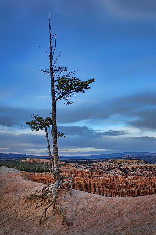 Tree Photograph - Hanging On - Limber Pine - Bryce by Nikolyn McDonald