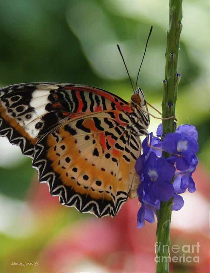 Butterfly Photograph - Hanging on by Shelley Jones