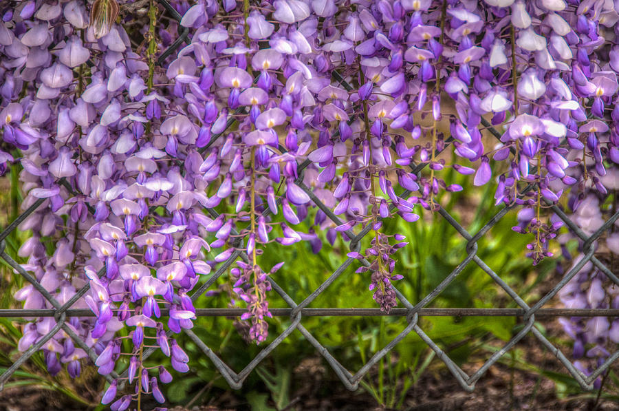 Hanging on the Fence, Wisteria Photograph by Connie Cooper-Edwards