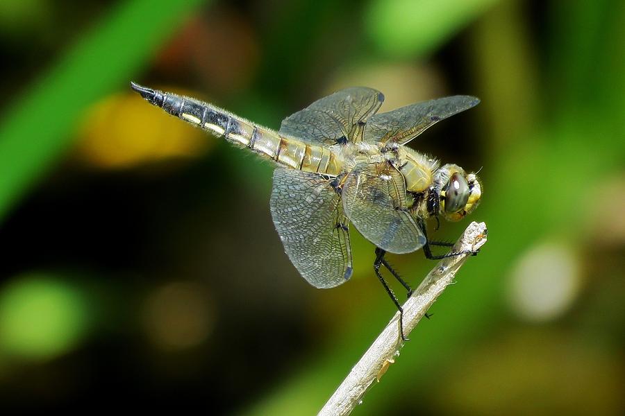 Hanging on Tight Photograph by Cheryl Trudell - Fine Art America