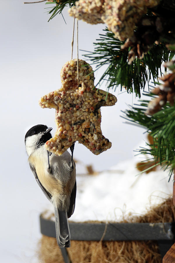 Hanging onto Holiday Treat Photograph by Brook Burling