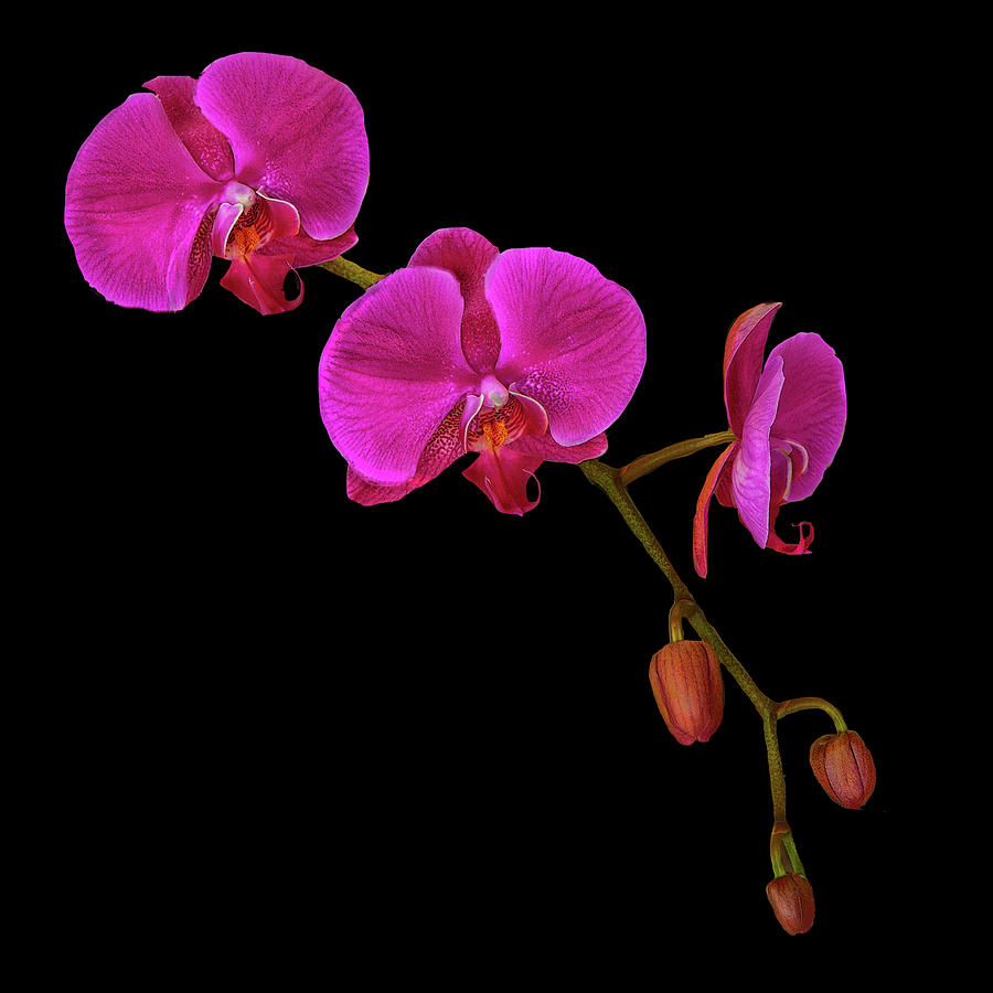 Hanging Orchids Photograph by Floyd Hopper