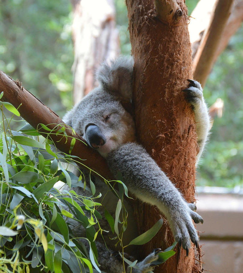 Hanging out at the Zoo Photograph by Steven Jacobs