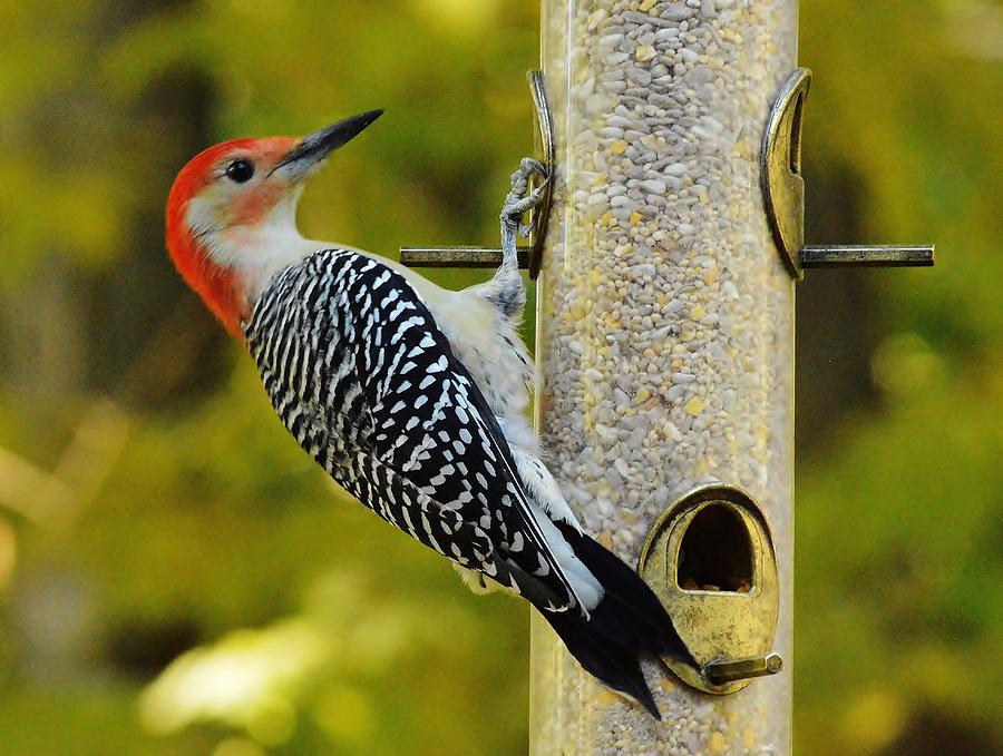 Hanging Out Photograph by Deborah Hochhauser - Fine Art America