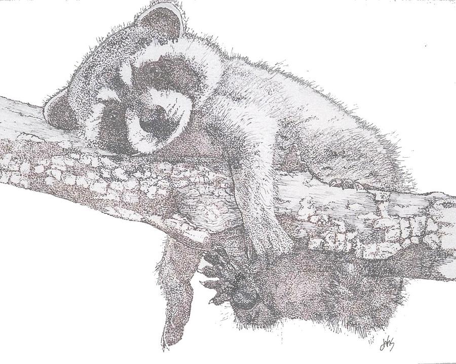 Raccoon Painting - Hanging Out by Debra Sandstrom