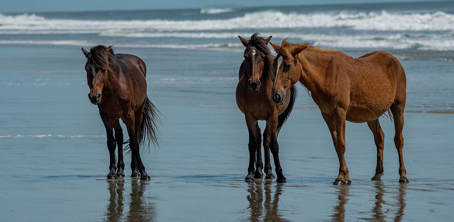 Hanging Out Photograph by Ernie Page - Fine Art America