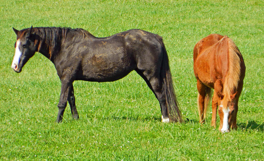 Hanging Out In The Pasture - Sugarloaf Mountain II Photograph